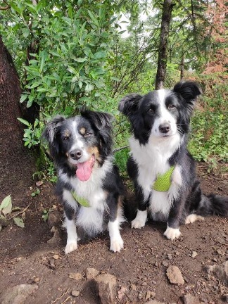 Border Collie - El Genio del Mundo Canino